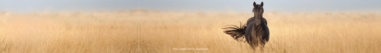 Sanoanimal - Alles over je paard