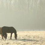 Weideonderhoud: De paardenweide voorbereiden op de winter