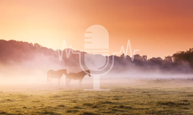 Podcast Aflevering #3: Herfst – zo zorg je voor een soepele overgang van gras naar hooi (Engels)