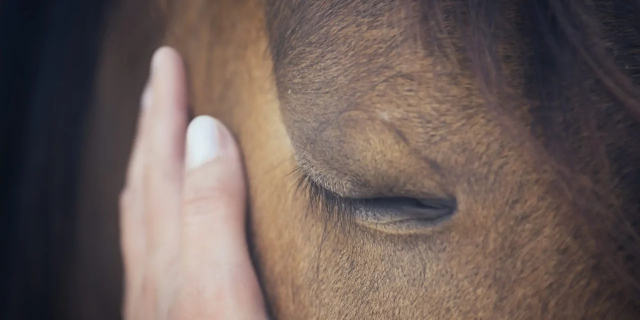 Chromotherapie – wellness voor jouw paard