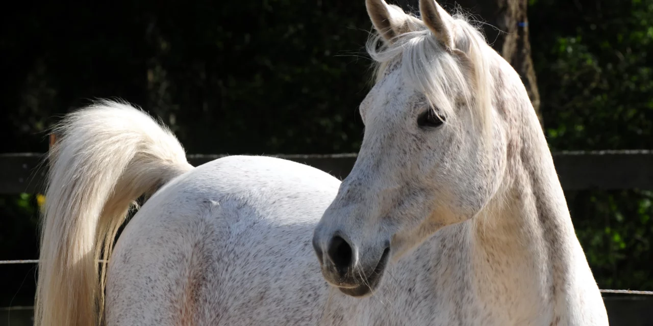 Factsheet: Maagzweren