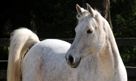 Factsheet: Maagzweren