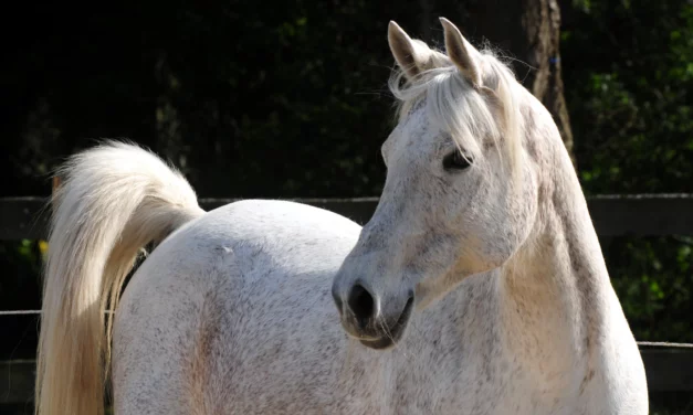 Factsheet: Maagzweren