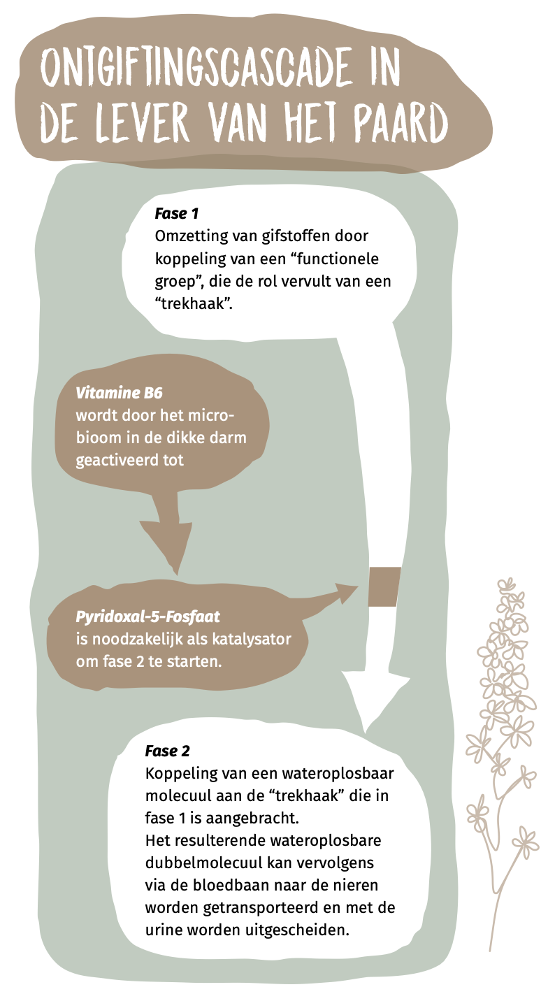 Ontgiftingscascade in de lever van het paard