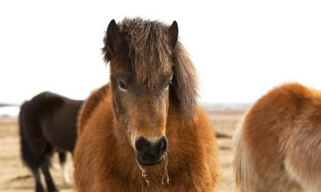 Factsheet: Kryptopyrrolurie (KPU)