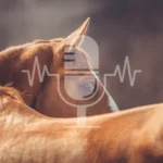 Podcast Aflevering #5: Stress bij paarden – hoe herken je het en wat helpt écht (Engels)