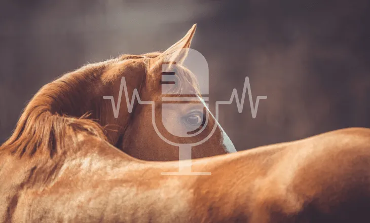 Podcast Aflevering #5: Stress bij paarden – hoe herken je het en wat helpt écht (Engels)