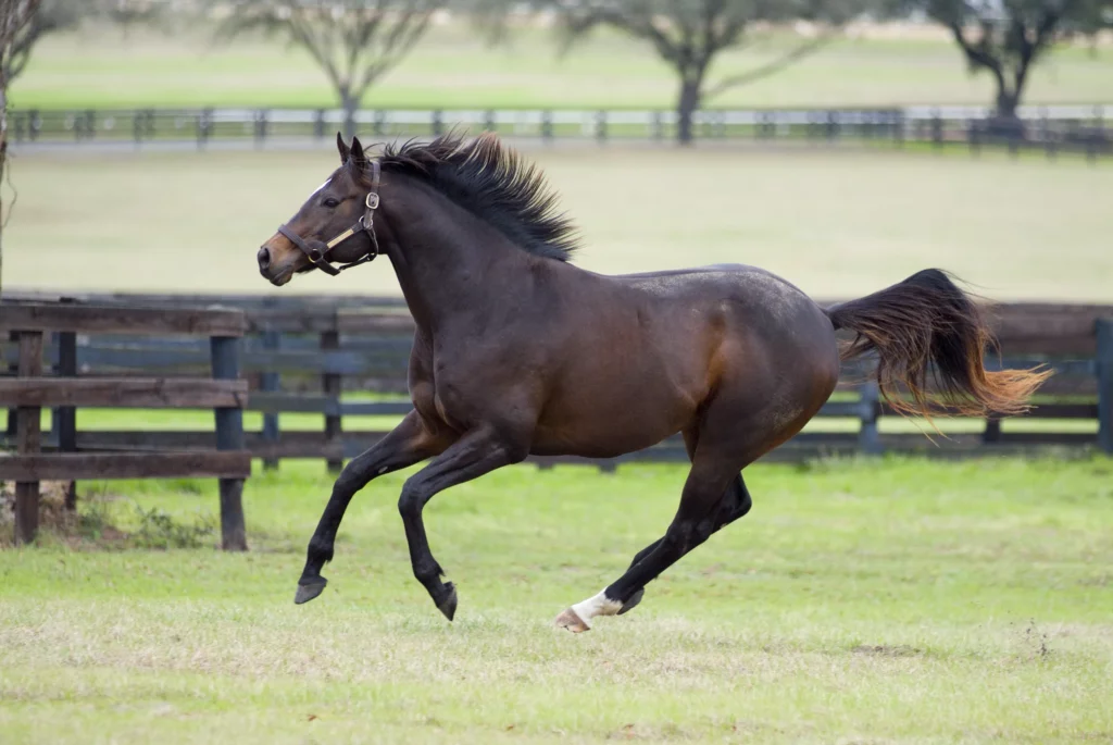 Engels Volbloed in galop op de wei