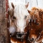Podcast Aflevering #6: Scheren, deken of pluizige vacht? – Zo houd je je paard comfortabel in de winter