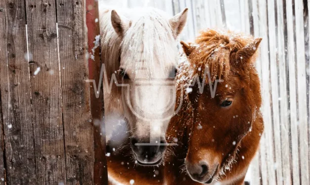 Podcast Aflevering #6: Scheren, deken of pluizige vacht? – Zo houd je je paard comfortabel in de winter (Engels)