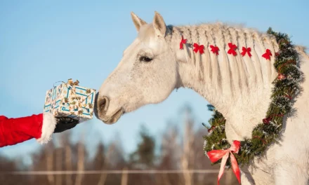 5 dingen die paarden zich met pakjesavond zouden wensen