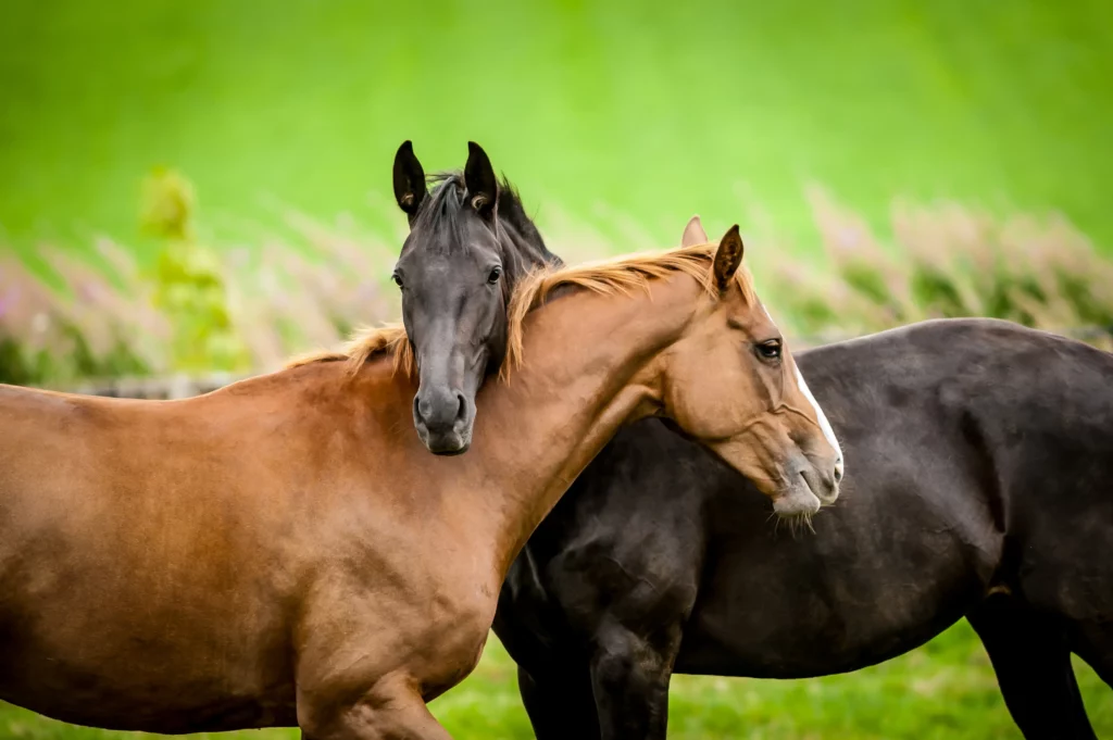 twee paarden staan dicht bij elkaar