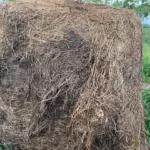 Schimmels houden van vochtig-warme winters