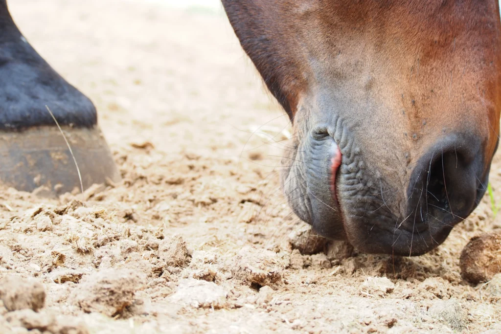 Paard eet mest van de grond