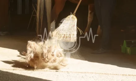 Podcast Aflevering #12: Voorjaarsrui bij paarden – wat helpt écht? (Engels)