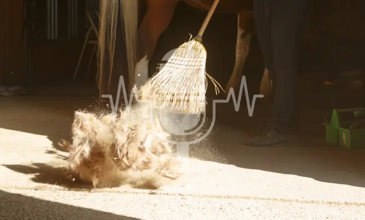 Podcast Aflevering #12: Voorjaarsrui bij paarden – wat helpt écht? (Engels)