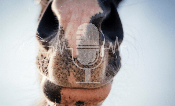 Podcast Aflevering #8: Als de koudegolf je stal raakt: zo help je paarden met verkoudheid en luchtweginfecties