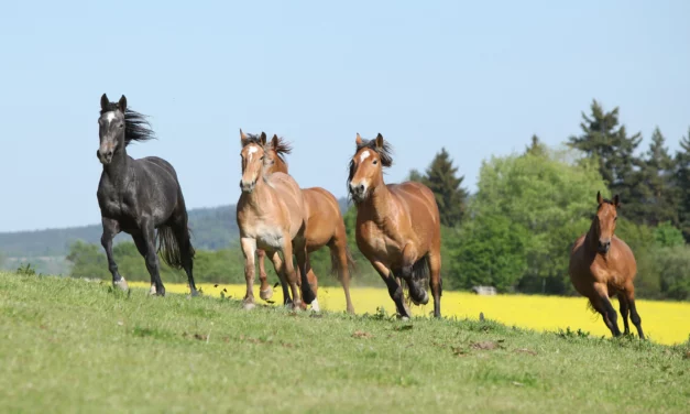 Spierintegriteitsmyopathie (Muscle Integrity Myopathy, MIM)