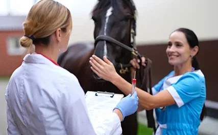 Ertugliflozine – Snelle hulp voor paarden met insulineresistentie?