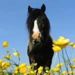 Boterbloem en zuring: ongewenste bezoekers in de paardenweide
