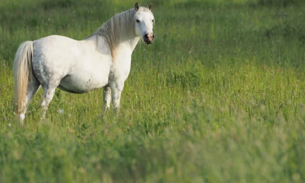 Wat is adiponectine en hoe kunnen we het gebruiken?