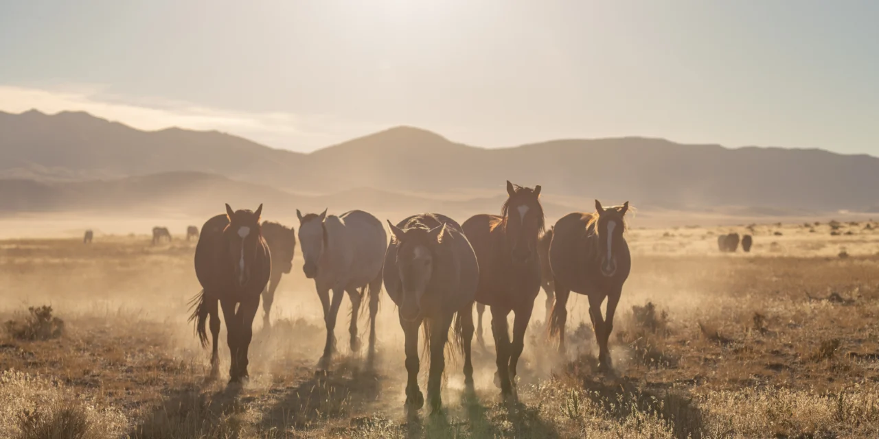 Organisch selenium en het ‘reboundeffect’: risico’s bij het bijvoeren van selenium