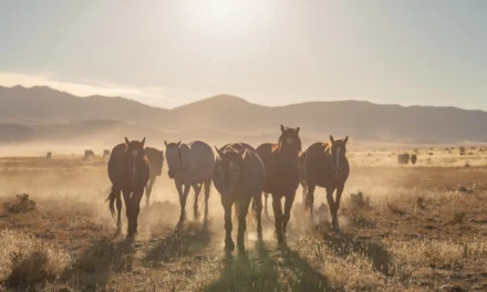 Organisch selenium en het ‘reboundeffect’: risico’s bij het bijvoeren van selenium