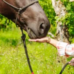 Clickertraining begrijpen – meer dan alleen snoepjes geven