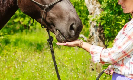Clickertraining begrijpen – meer dan alleen snoepjes geven