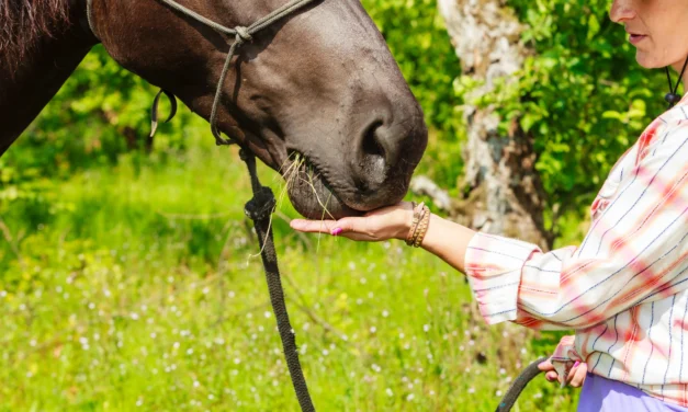 Clickertraining begrijpen – meer dan alleen snoepjes geven