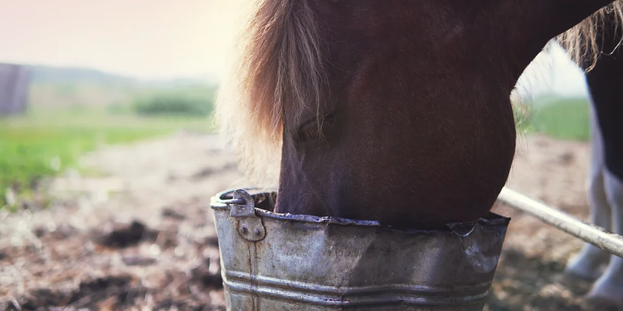 Oude paarden op de juiste manier voeren: Wat heeft een oud paard nodig?