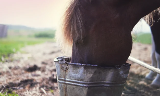 Oude paarden op de juiste manier voeren: Wat heeft een oud paard nodig?