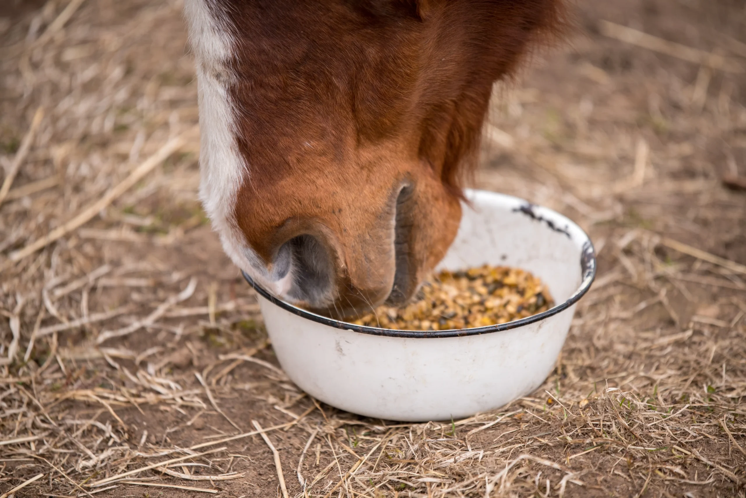 Paard eet uit een schaal op de grond
