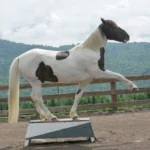 Clickertraining en circuskunstjes – meer dan alleen show