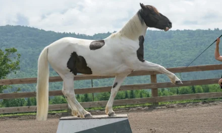 Clickertraining en circuskunstjes – meer dan alleen show