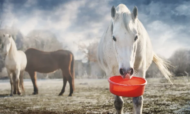 Complexe taken oplossen met clickertraining – het voerbak-voorbeeld