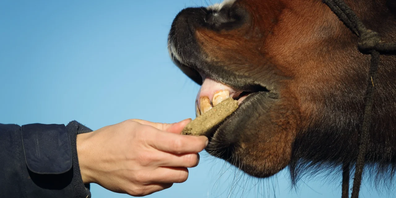 De juiste beloning maakt het verschil – snoepjes voor de clickertraining