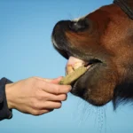 De juiste beloning maakt het verschil – snoepjes voor de clickertraining