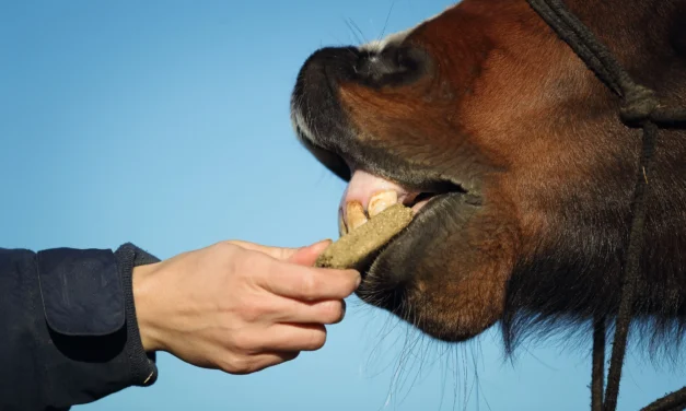 De juiste beloning maakt het verschil – snoepjes voor de clickertraining