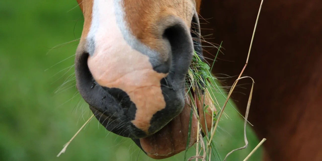 De juiste voedingsconditie bij paarden vaststellen