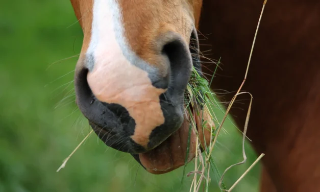 De juiste voedingsconditie bij paarden vaststellen