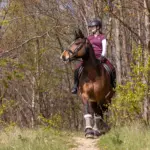 Weg uit de rijhal: Waarom sportpaarden buitenritten nodig zijn