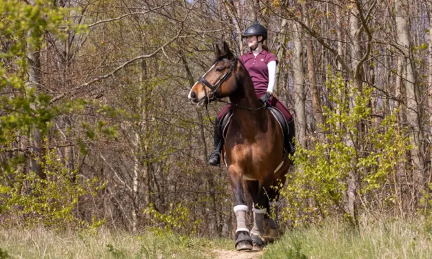 Weg uit de rijhal: Waarom sportpaarden buitenritten nodig zijn