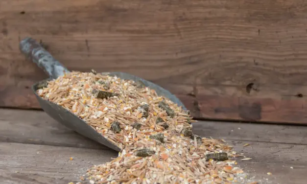 Additieven in paardenvoer: nare chemie of noodzakelijke helpers?