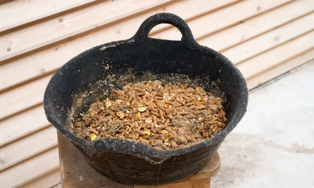 Voedermiddelenetiketten ontcijferen: wat het paard écht eet