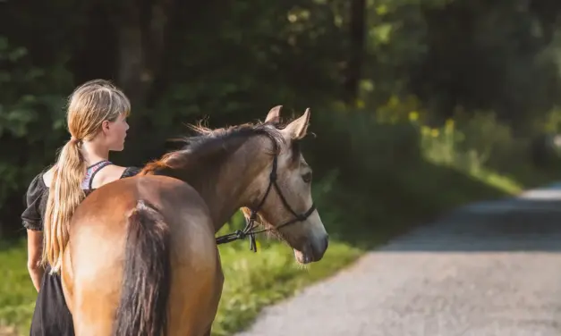 De eerste stap in het onbekende: als je paard voor het eerst het erf verlaat