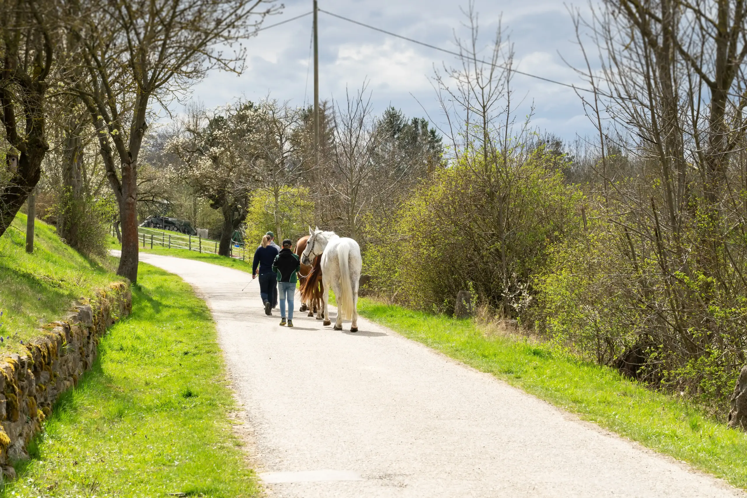 Meerdere paarden gaan samen wandelen op een weg