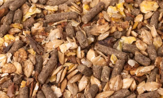 Samenstelling onthuld: deze ingrediënten zitten echt in paardenvoer