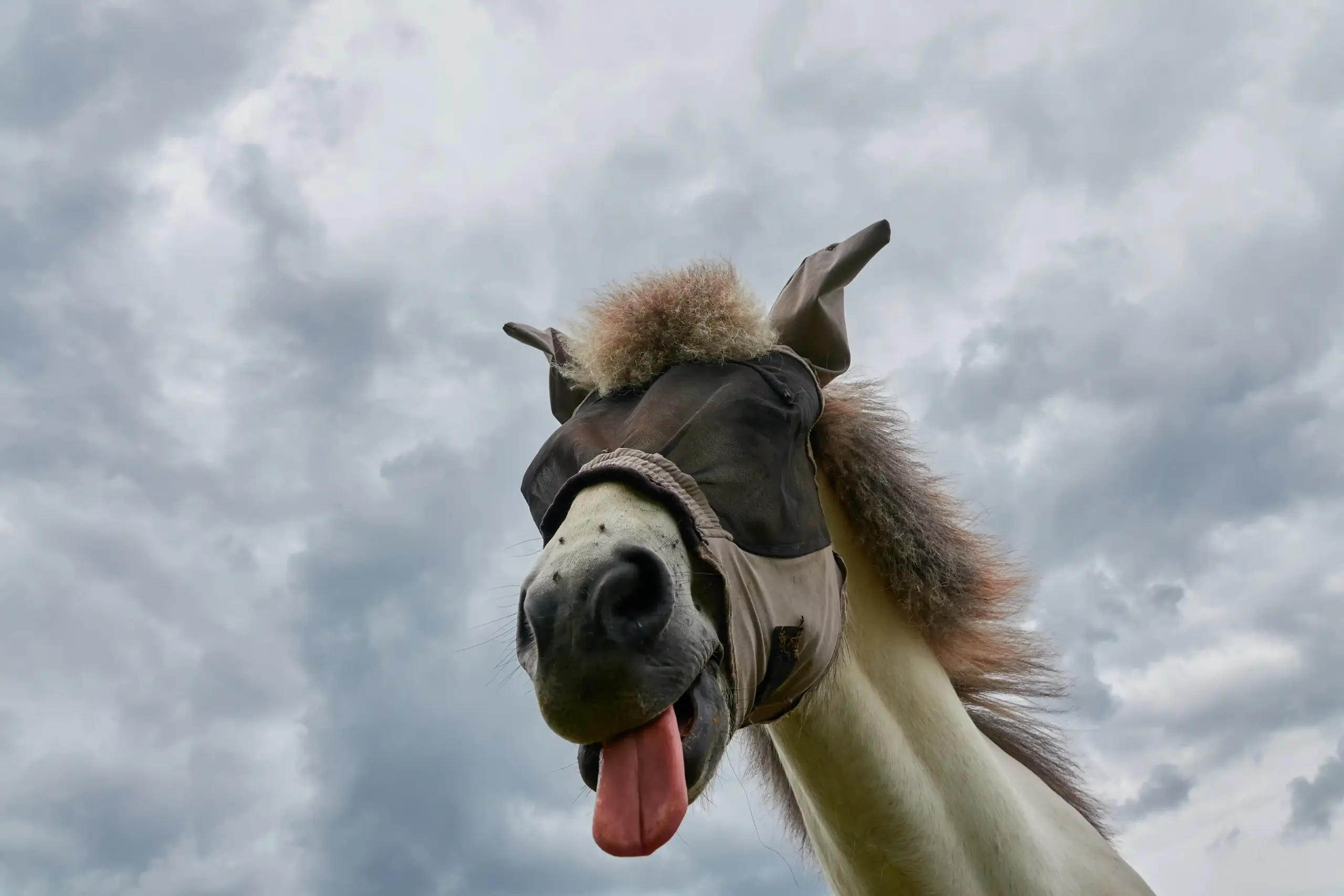 Paard met vliegenmasker steekt zijn tong uit