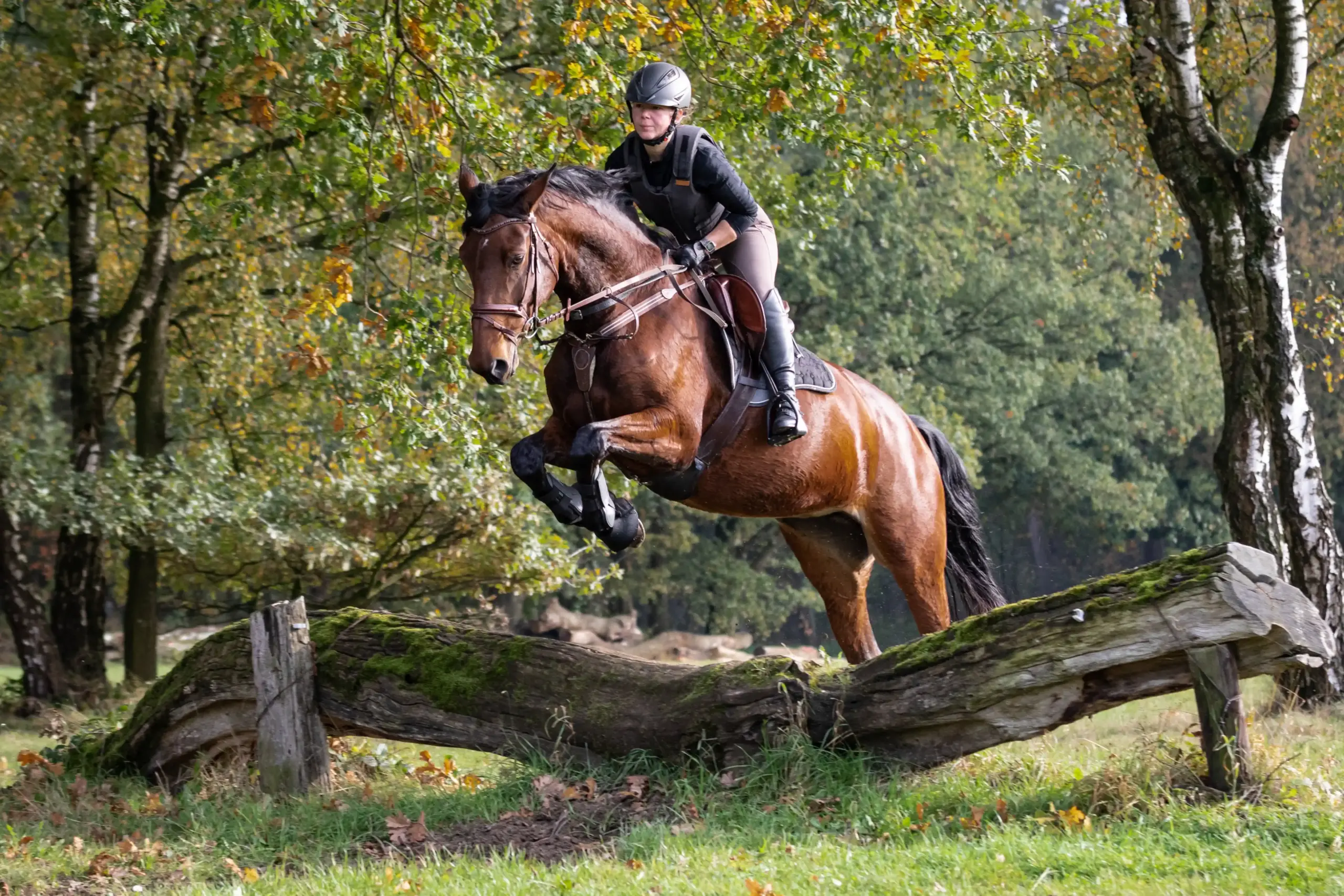 een paard met ruiter die in het bos over een boomstam springen